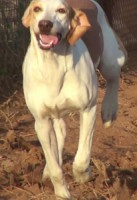 /album/trackingdogs/a3-205x300-jpg/